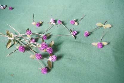 Dried Globe flowers ~ Gomphrena globosa bundle