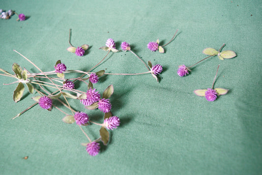 Dried Globe flowers ~ Gomphrena globosa bundle