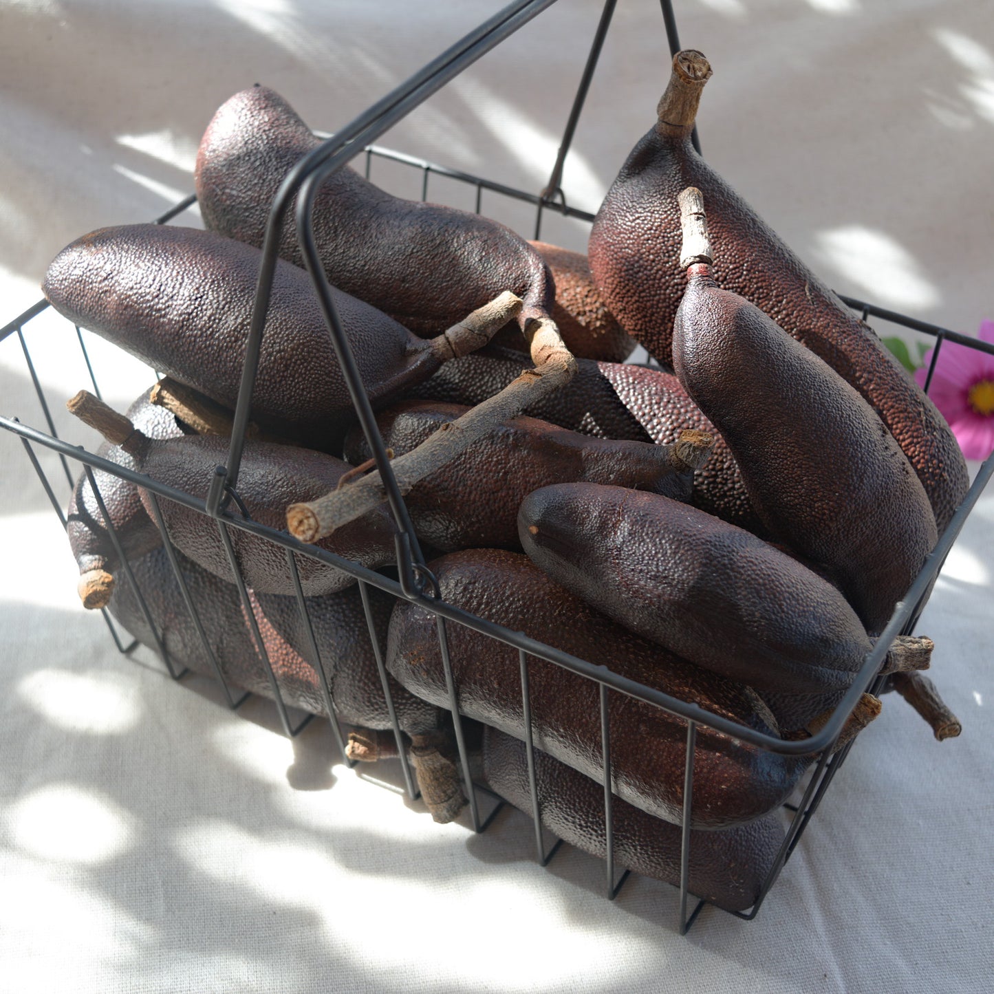 Fruto/vagem de jatobá novos ~ Hymenea coulbaril