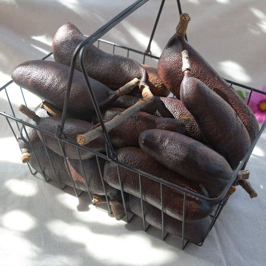 Fruto/vagem de jatobá novos ~ Hymenea coulbaril