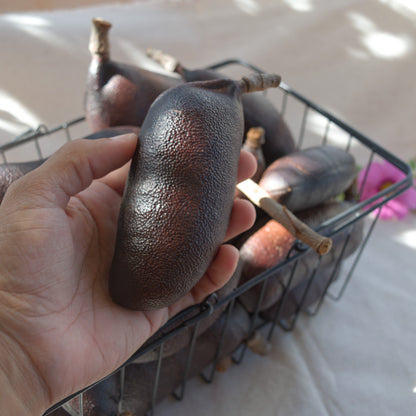 Fruto/vagem de jatobá novos ~ Hymenea coulbaril