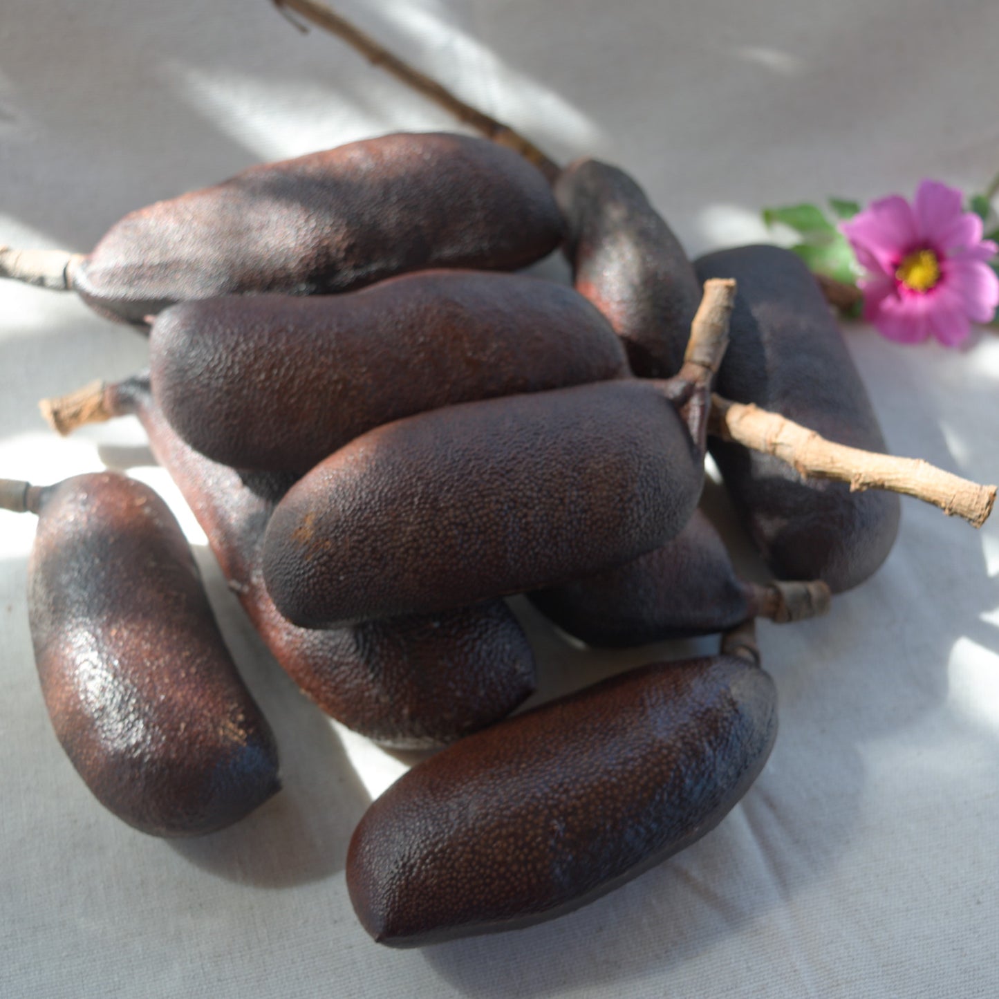 Fruto/vagem de jatobá novos ~ Hymenea coulbaril