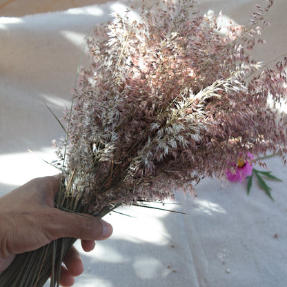 Capim-seda preservado {Ramalhete} ~ Melinis repens
