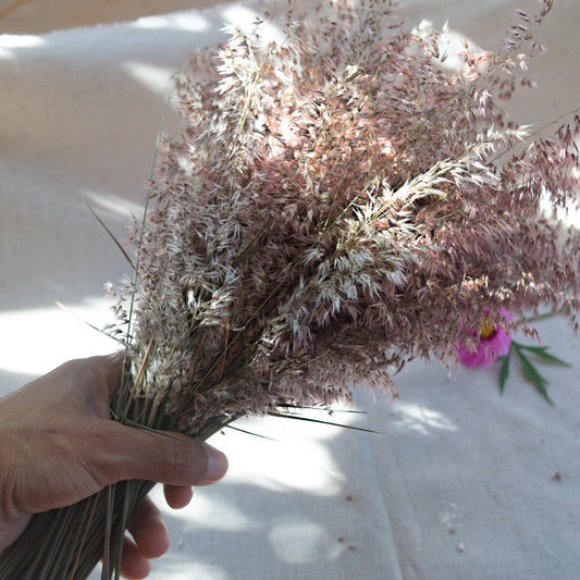 Capim-seda preservado {Ramalhete} ~ Melinis repens