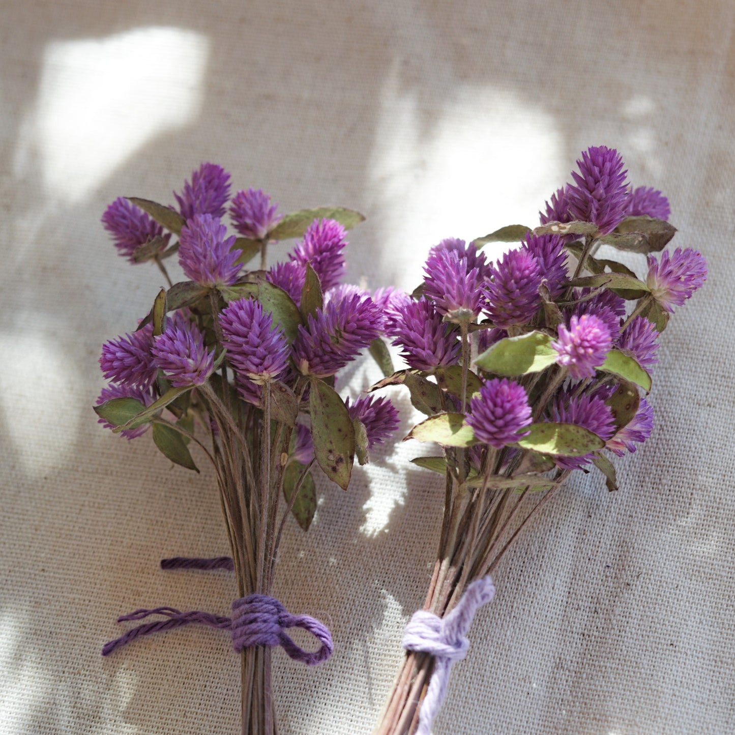 Ramalhete flores secas de gonfrena roxa com folhas ~ Gomphrena globosa