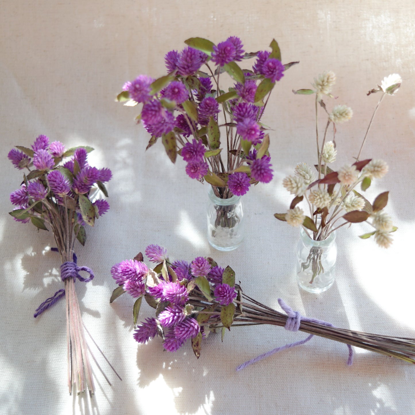 Ramalhete flores secas de gonfrena roxa com folhas ~ Gomphrena globosa