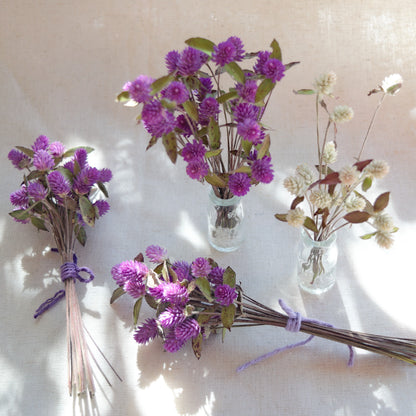 Ramalhete flores secas de gonfrena roxa com folhas ~ Gomphrena globosa