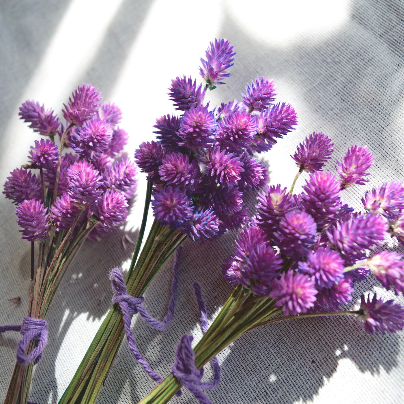 Ramalhete flores secas de gonfrena roxa sem folhas ~ Gomphrena globosa