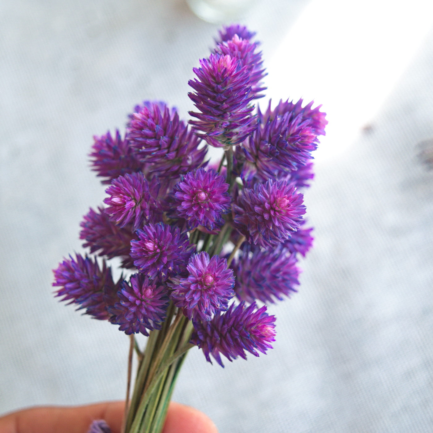 Ramalhete flores secas de gonfrena roxa sem folhas ~ Gomphrena globosa