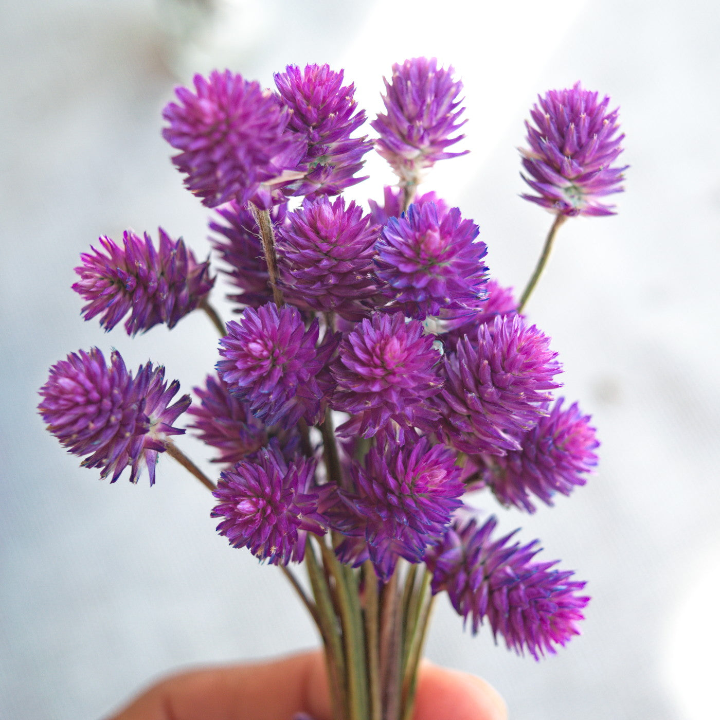 Ramalhete flores secas de gonfrena roxa sem folhas ~ Gomphrena globosa