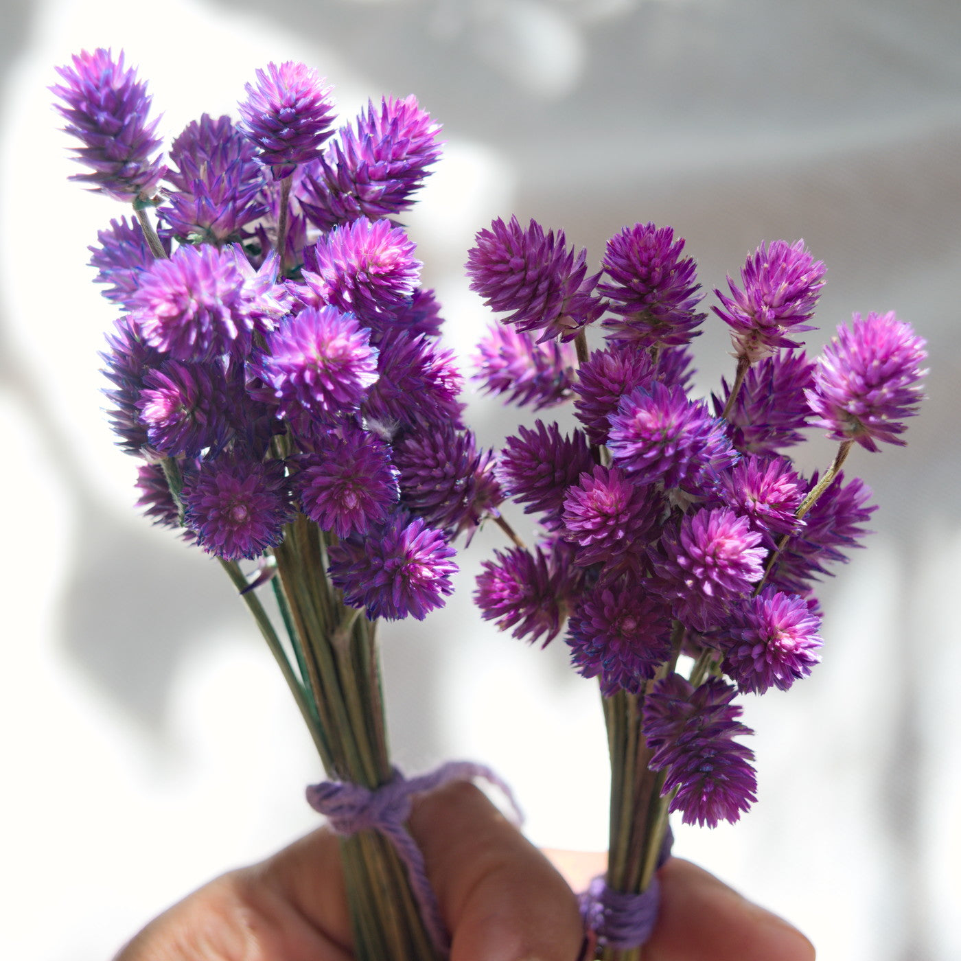 Ramalhete flores secas de gonfrena roxa sem folhas ~ Gomphrena globosa