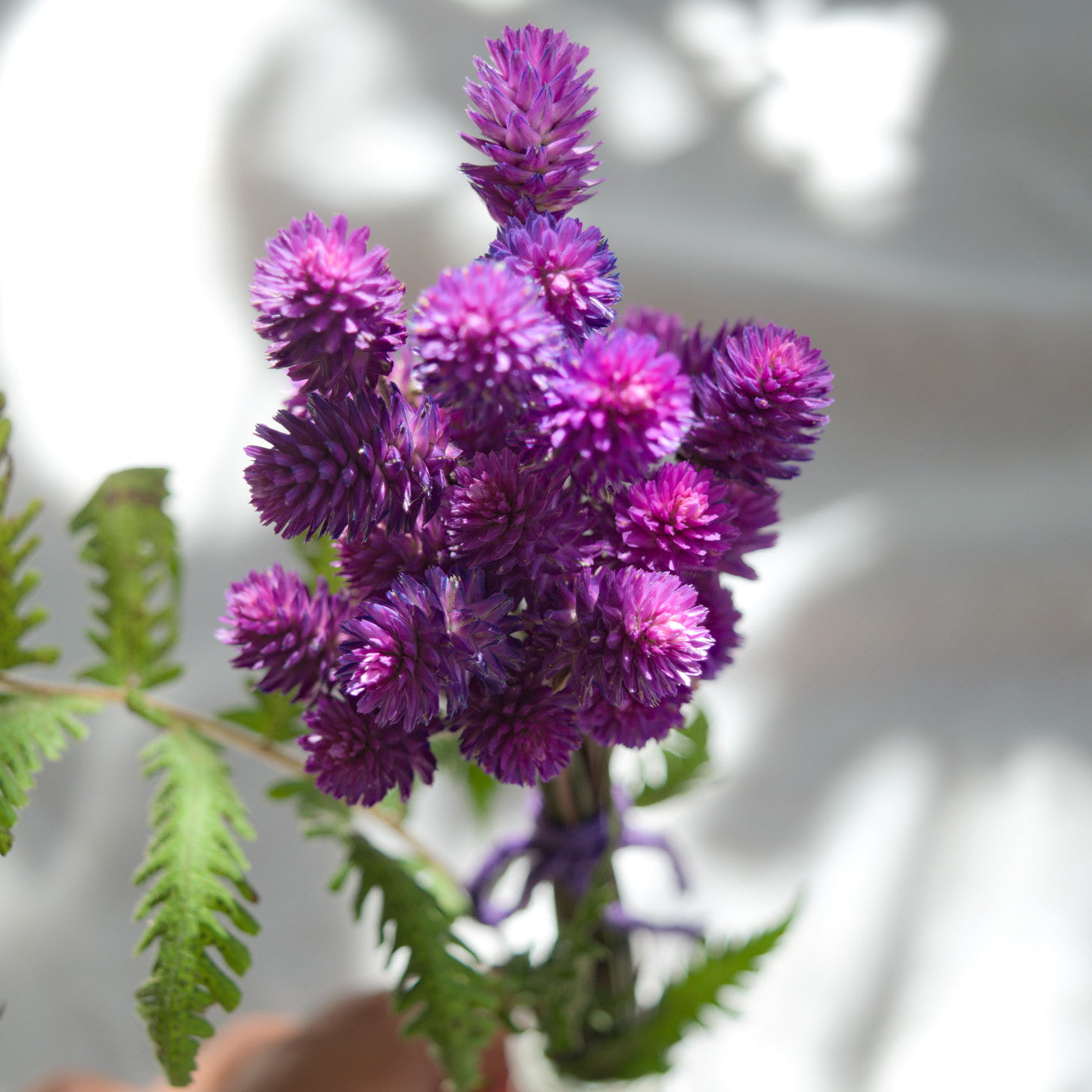 Ramalhete flores secas de gonfrena roxa sem folhas ~ Gomphrena globosa