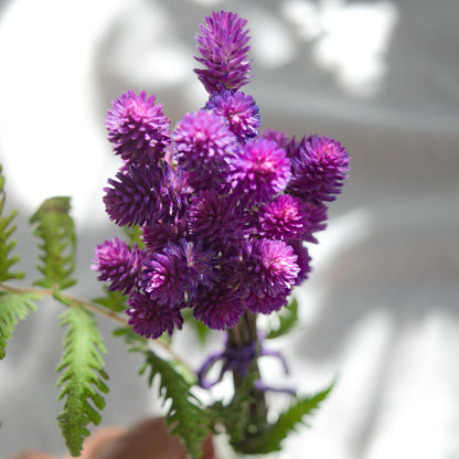Ramalhete flores secas de gonfrena roxa sem folhas ~ Gomphrena globosa