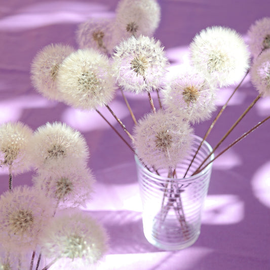 Pompons de dente-de-leão eternos ~ Taraxacum officinale