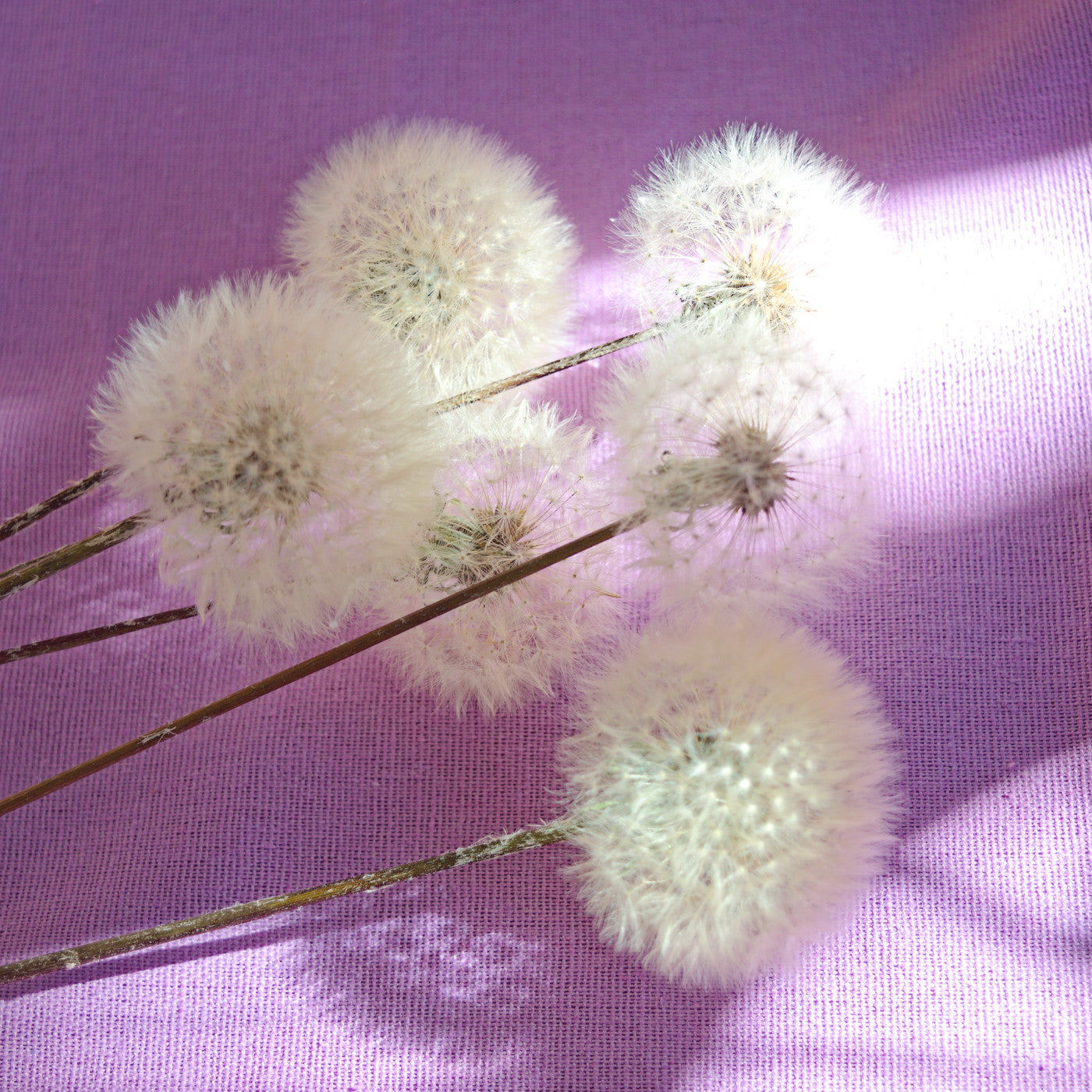 Pompons de dente-de-leão eternos ~ Taraxacum officinale