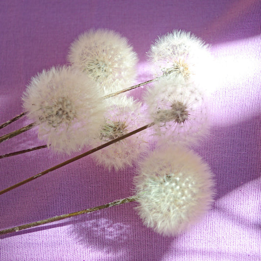 Pompons de dente-de-leão eternos ~ Taraxacum officinale