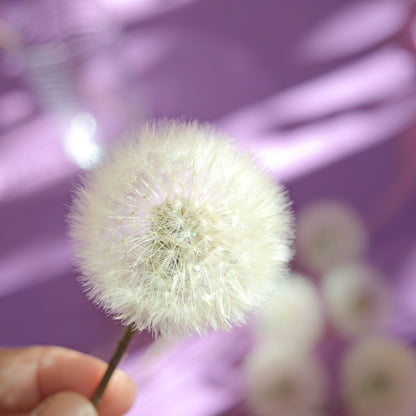 Pompons de dente-de-leão eternos ~ Taraxacum officinale