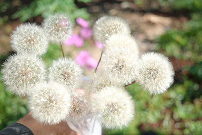 Pompons de dente-de-leão eternos ~ Taraxacum officinale