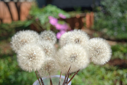 Pompons de dente-de-leão eternos ~ Taraxacum officinale