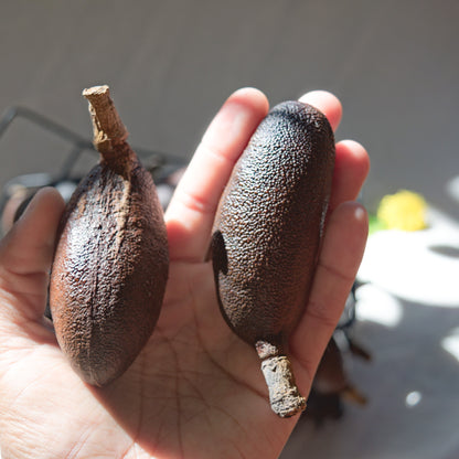 Fruto/vagem de jatobá novos ~ Hymenea coulbaril