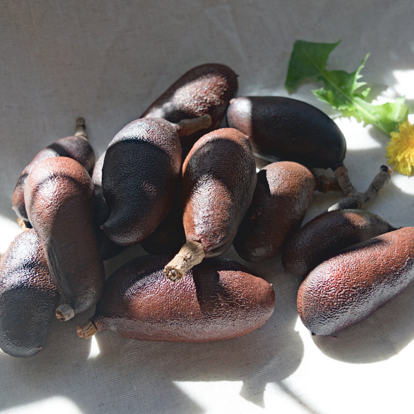 Fruto/vagem de jatobá novos ~ Hymenea coulbaril