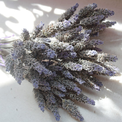 Flores secas de Lavanda Francesa {Ramalhete} ~ Lavandula dentata