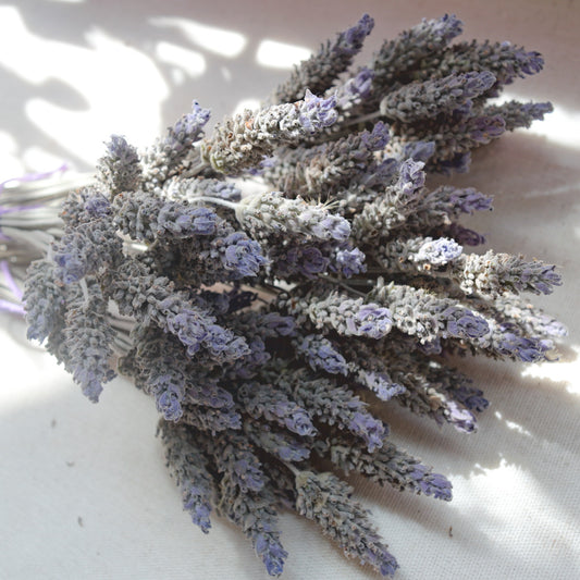 Flores secas de Lavanda Francesa {Ramalhete} ~ Lavandula dentata
