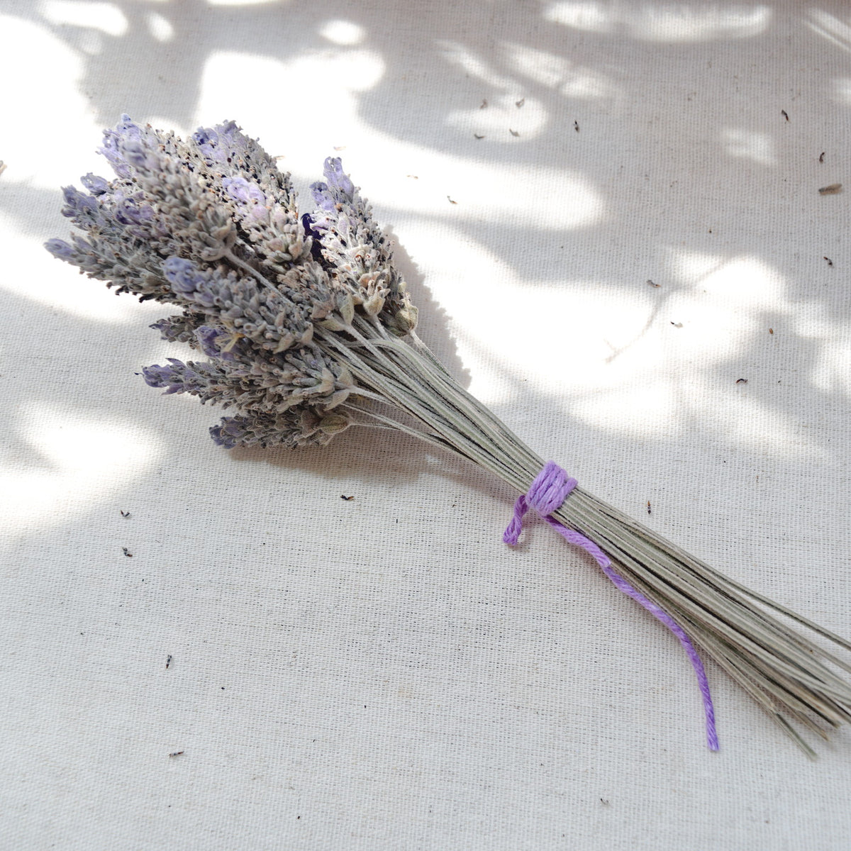 Flores secas de Lavanda Francesa {Ramalhete} ~ Lavandula dentata
