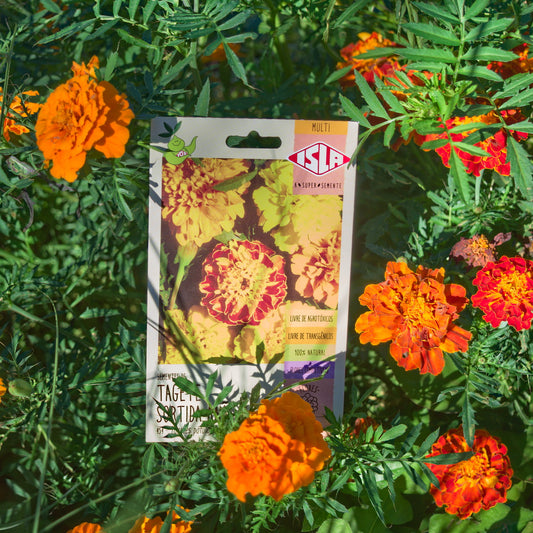Sementes de Cravo-de-defunto sortido ~ Tagetes patula