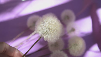 Pompons de dente-de-leão eternos ~ Taraxacum officinale