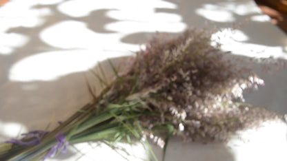 Capim-seda preservado {Ramalhete} ~ Melinis repens